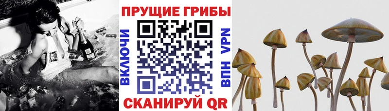 Купить где  Рассказово  Псилоцибиновые грибы мухоморы 